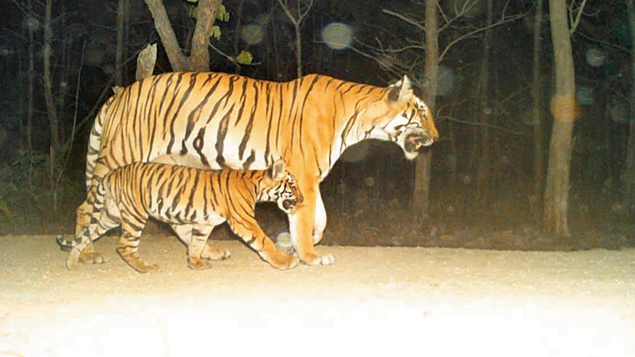 Maharashtra: Weimaraner dogs aid capture efforts of wandering tiger