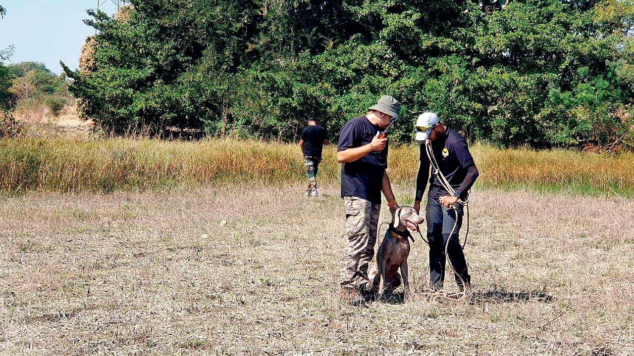 A Weimaraner dog being trained by officials