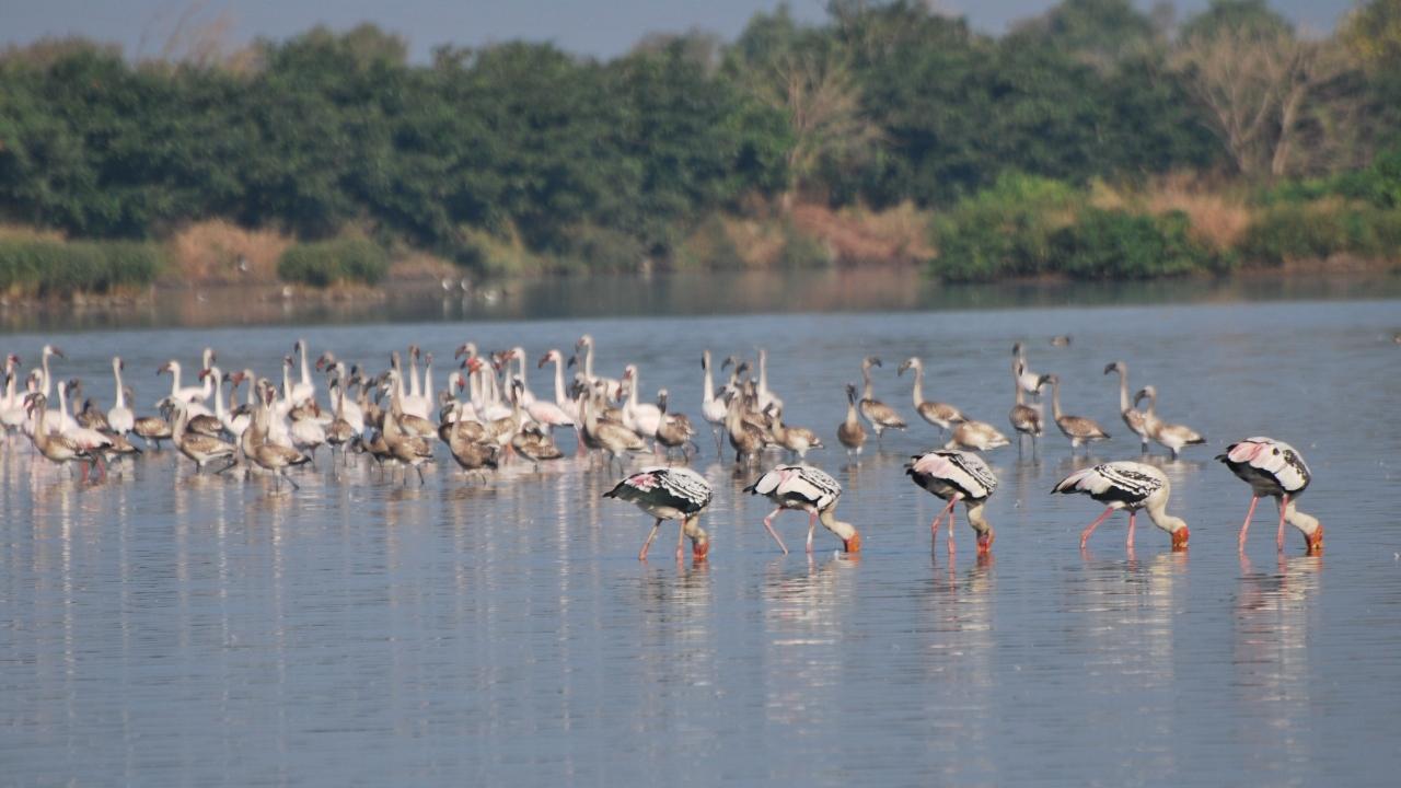 Mumbai's wetlands: A developmental ally 