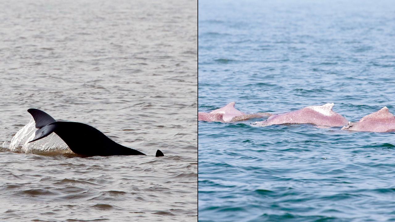 Indian ocean humpback dolphin or Sousa plumbea. Pic courtesy/Shaunak Modi