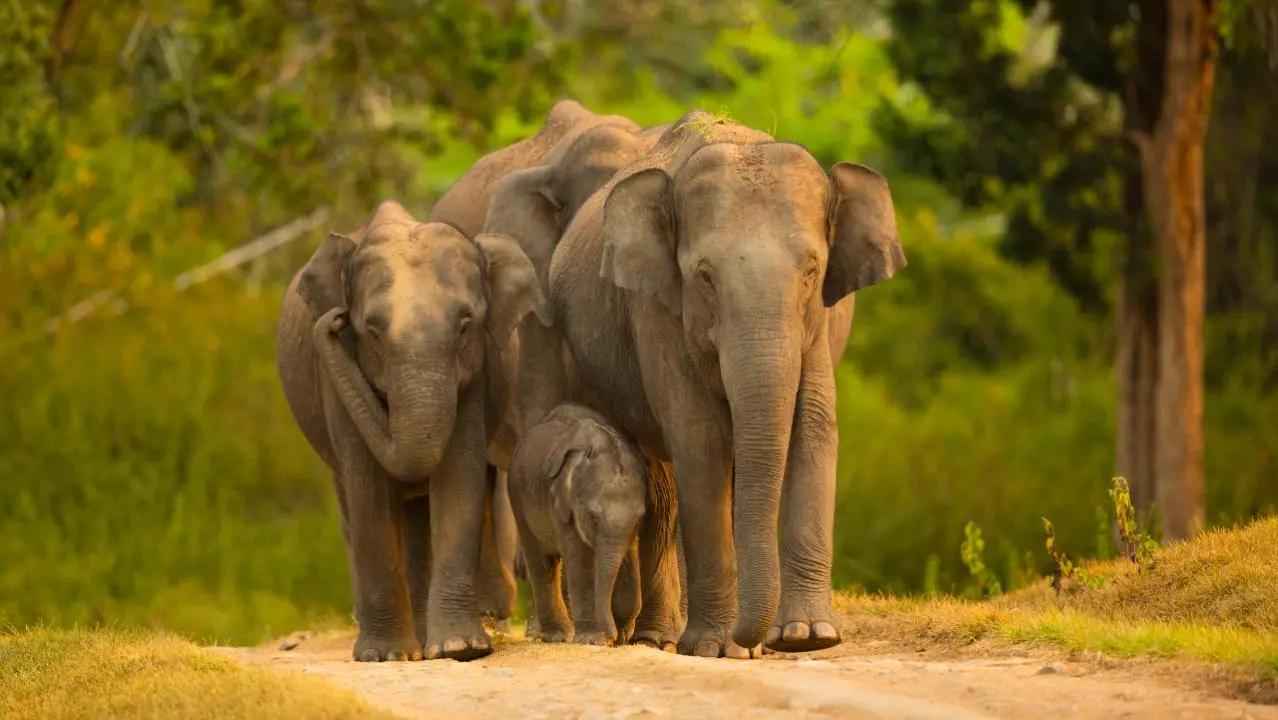 Jumbos running amok in temple festival: strict action if rules violated