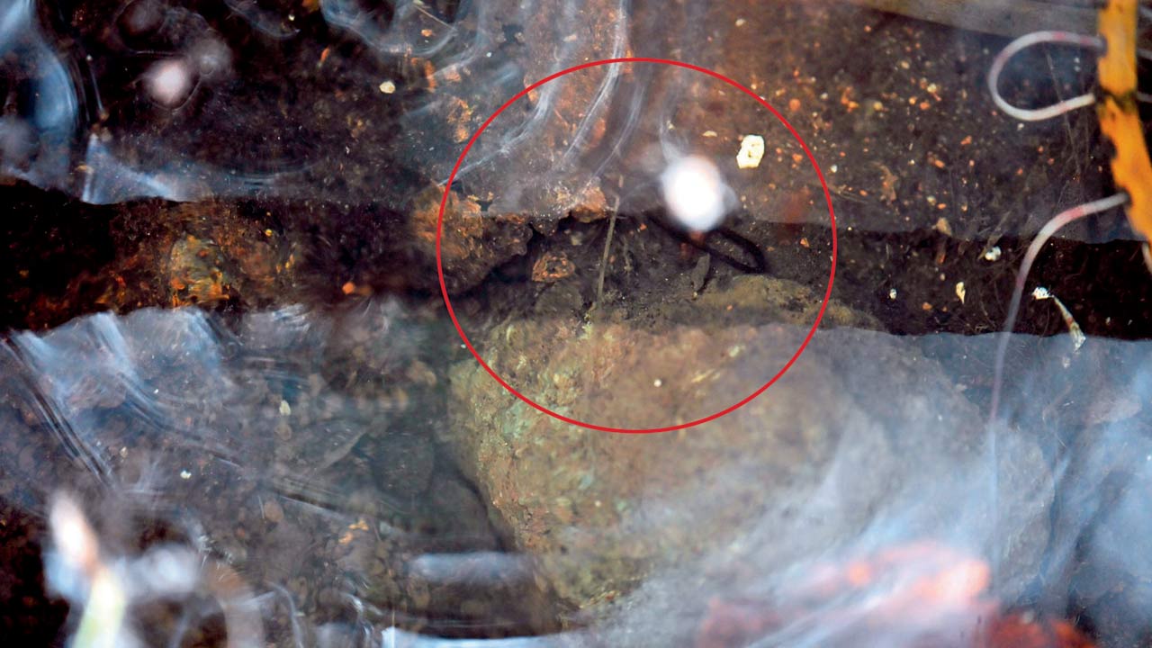 Guppies, which consume mosquito larvae, in stagnant water on the building’s premises