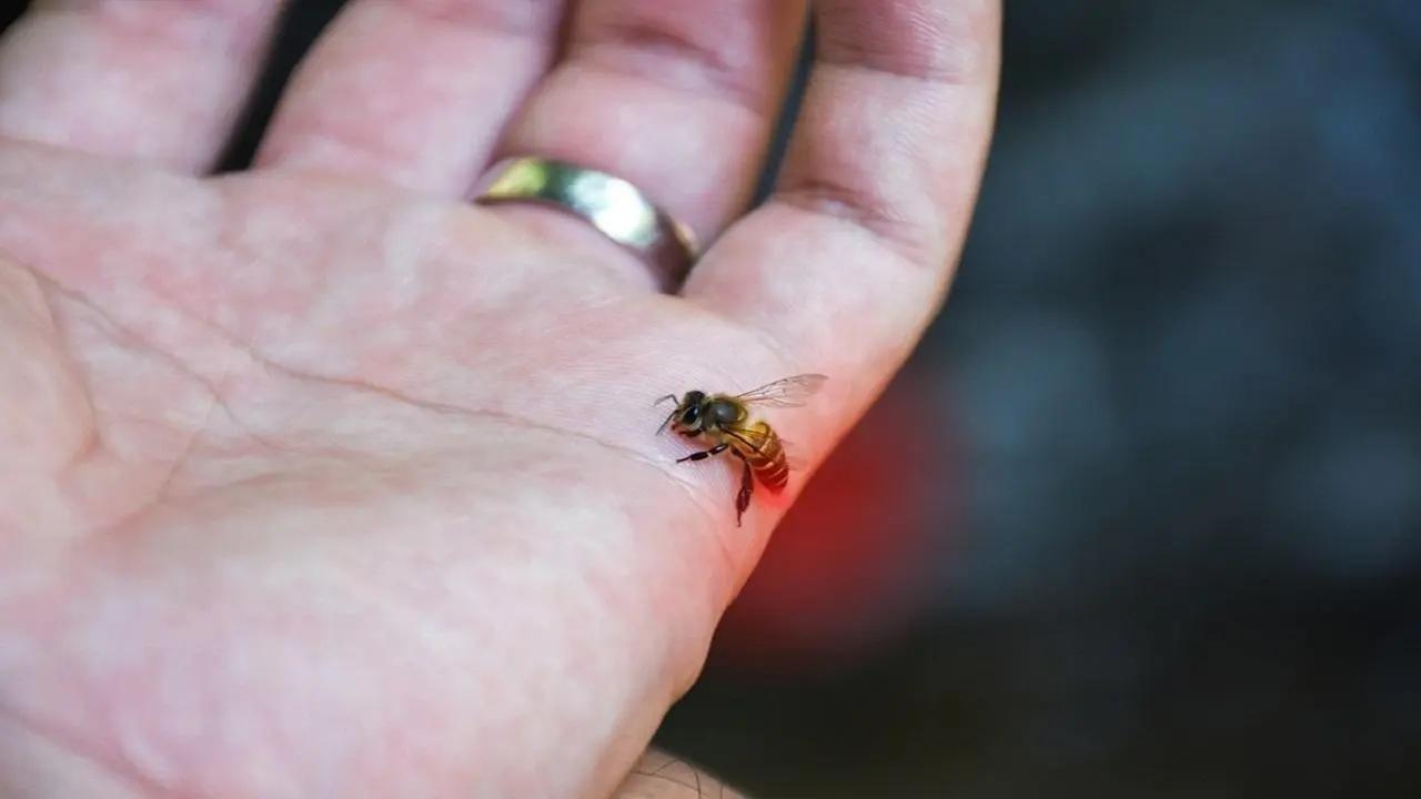 Ten people injured in bee attack at Shivneri fort in Pune district of Maharashtra