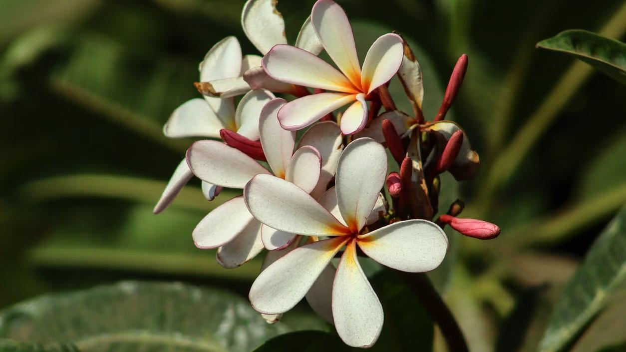Odisha: Ketaki flowers sell for Rs 1,000 amidst Maha Shivratri rush