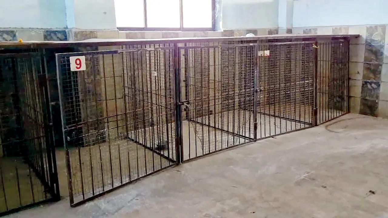 Local resident Pinky Benjamin highlighted that when the sterilisation facility was operational, stray dog numbers were well controlled, but its closure has led to an increase in stray dog population. The health department’s poor performance has been under scrutiny, with a medical clerk, Ajay Behanwal, suspended earlier this year for negligence, causing delays in important civic processes.