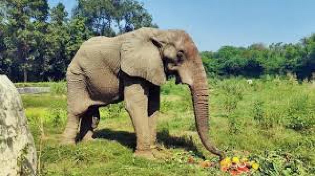 Foreign delegates enjoy an elephant safari on sidelines of Advantage Assam