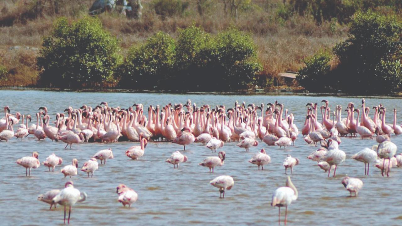 Blush with flamingos
Take a picnic blanket and head to Flamingo Point behind Delhi Public School on Palm Beach Road, Navi Mumbai. Mumbai is in the midst of its peak flamingo-watching season, when lakhs of these long-legged beauties can be spotted at wetlands across the Mumbai Metropolitan Region. Early mornings and evenings are best for sightings.