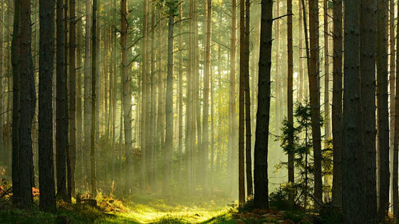 Green cover in India absorbed more carbon than it emitted annually in last decade: Study