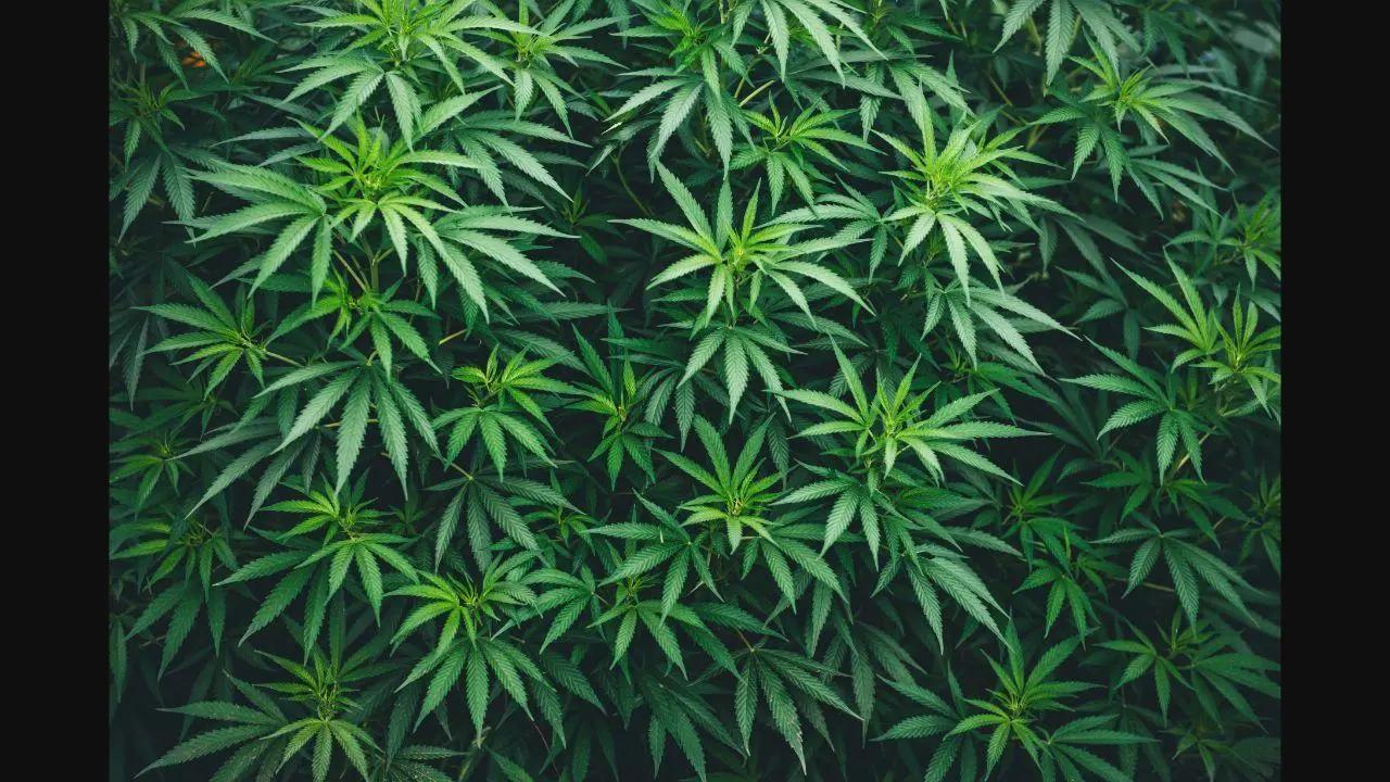 Cops seize 11 tonnes of ganja from 4 tractors in Dhule; unidentified person booked