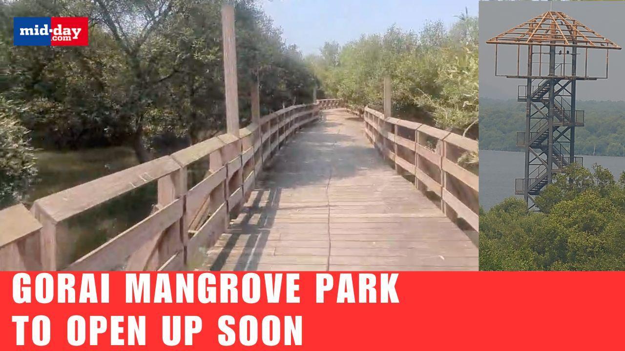 Gorai Mangrove Park: All about Mumbai’s first Mangrove Park