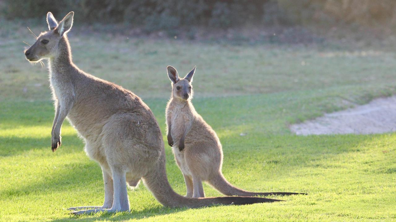Scientists produce first kangaroo embryos through IVF; say the breakthrough is critical for conservation