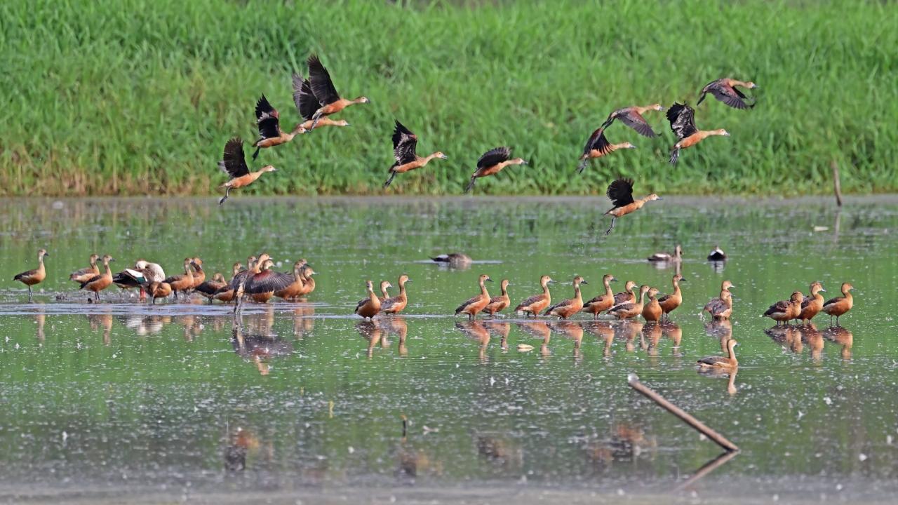 On February 2, World Wetland Day was observed globally, highlighting the urgent need to protect wetlands