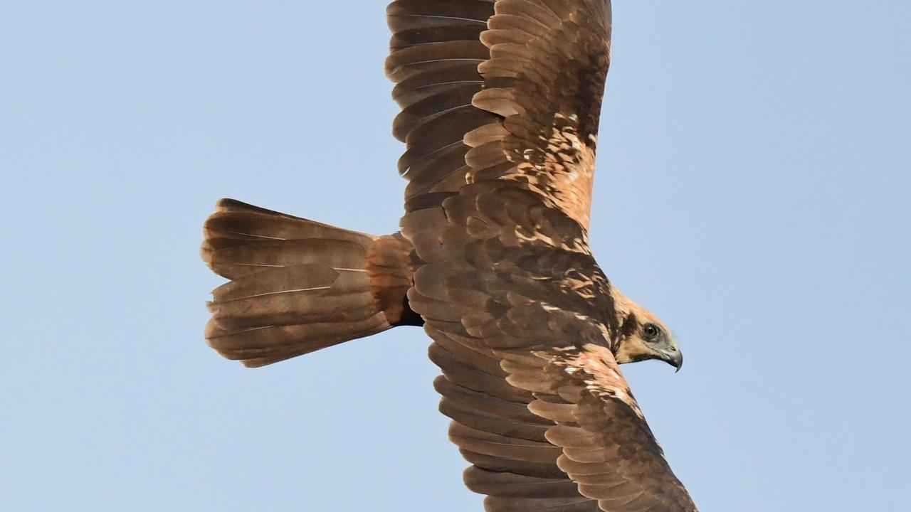 Naturalist, writer, and photographer Sunjay Monga emphasised Lokhandwala Lake’s ecological significance, calling it the last of its kind in suburban Mumbai