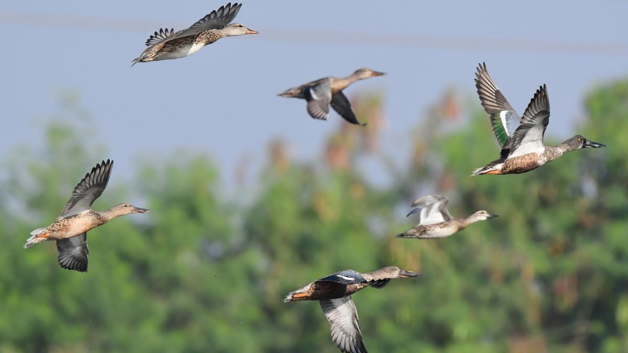 The wildlife and nature lovers have demanded wetland status for Lokhandwala Lake