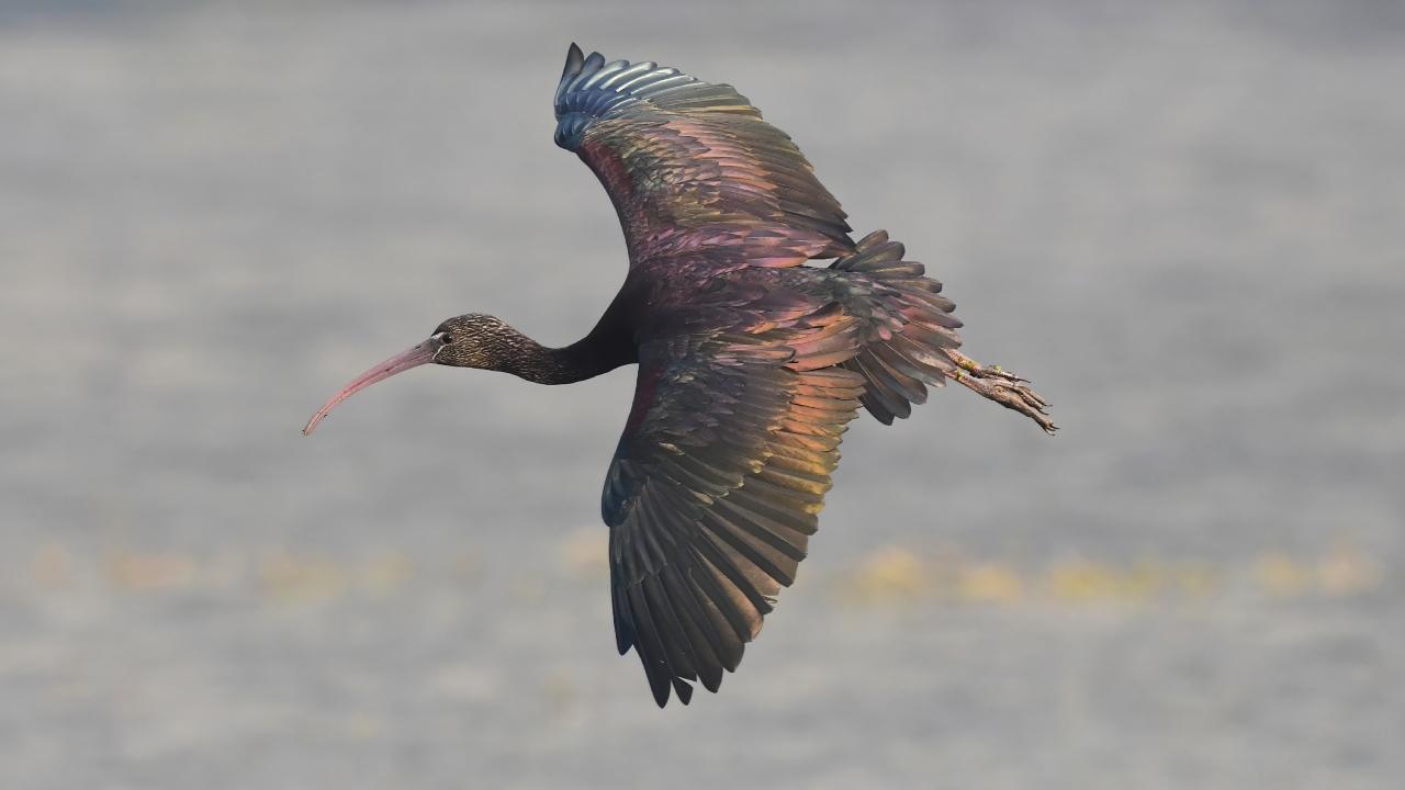 Monga noted that around 150 bird species have been recorded at the lake, nearly half of them migratory, including several regional rarities