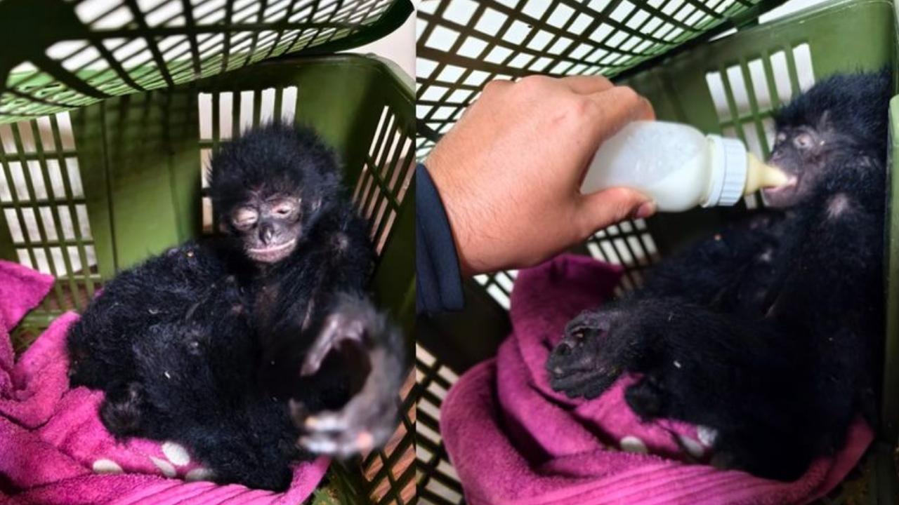 Mumbai: Customs foil wildlife smuggling, rescue five Siamang Gibbons at airport