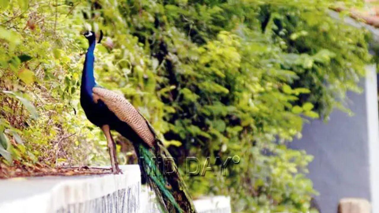 Thane: Peacock found dead in forest in Kalyan; probe underway