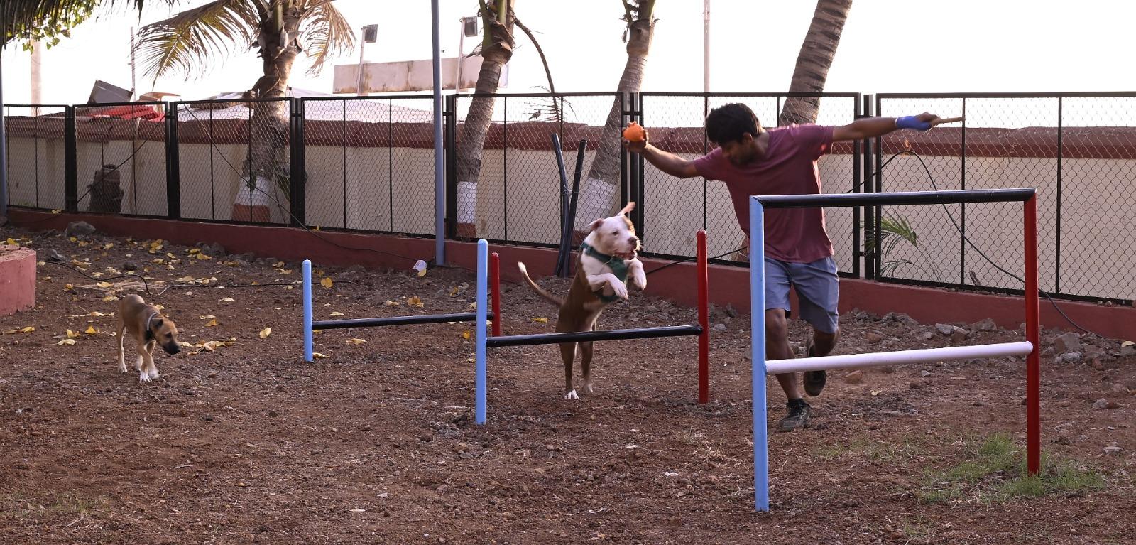 The transformation of an open space, once neglected for over a decade, into a dedicated pet park has been a welcome change for the local community.