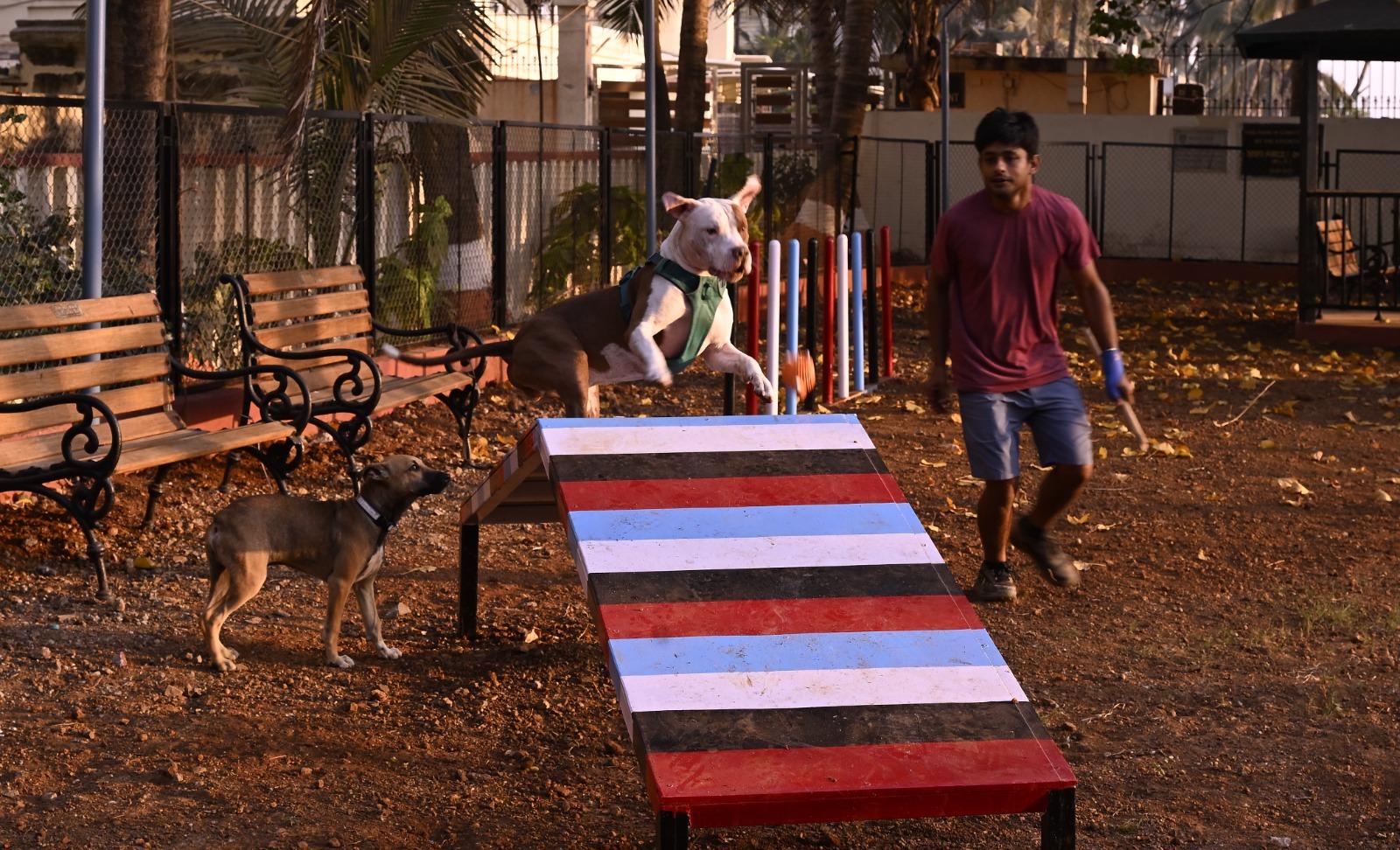 Pet owners can now take their pets to the park for fun activities like playing on slides designed specifically for animals.