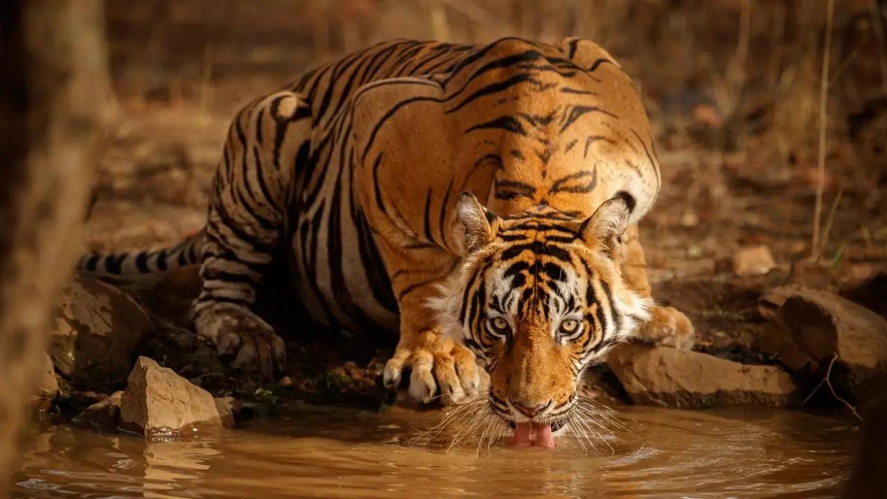 Tiger recovery in India: How conservation and socio-economic progress are working together