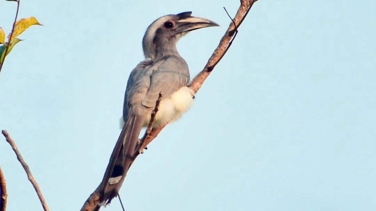 Indian Grey Hornbill. Pic Courtesy/Sachin Dedhia