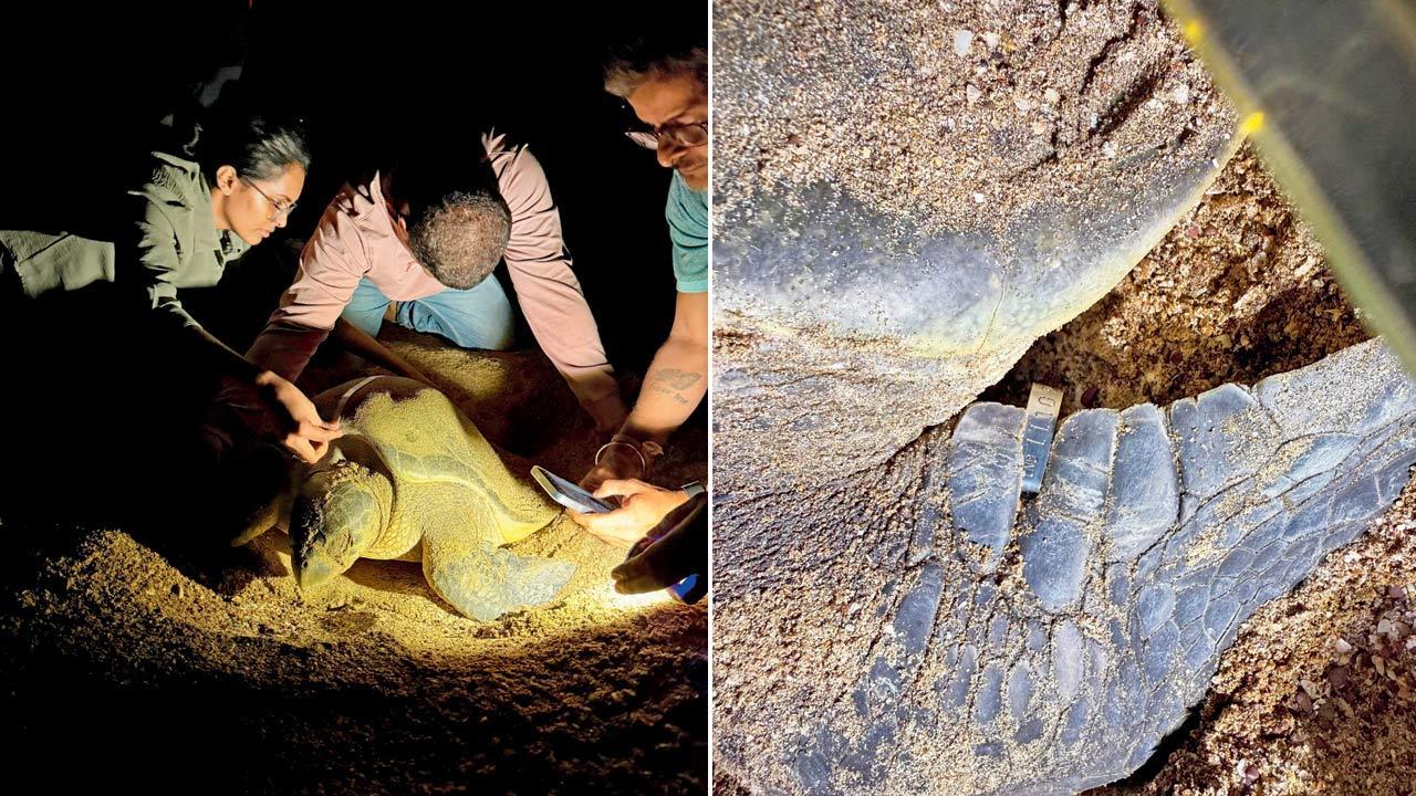 Maharashtra: Wildlife officials begin tagging olive ridley turtles along Sindhudurg coast