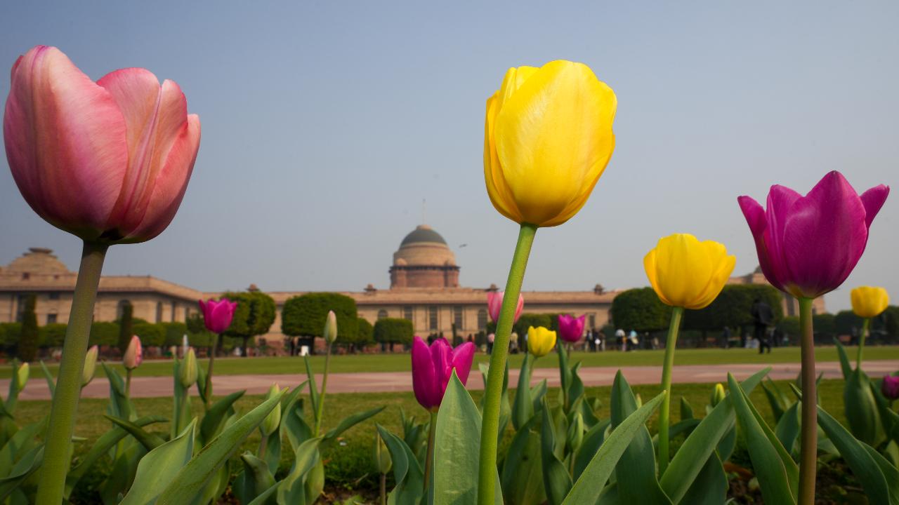 Spread over a vast expanse of 15 acres, the Udyan will remain closed on February 5 (Delhi polls), February 20 and 21 (Visitors' Conference at Rashtrapati Bhavan) and March 14 (Holi).