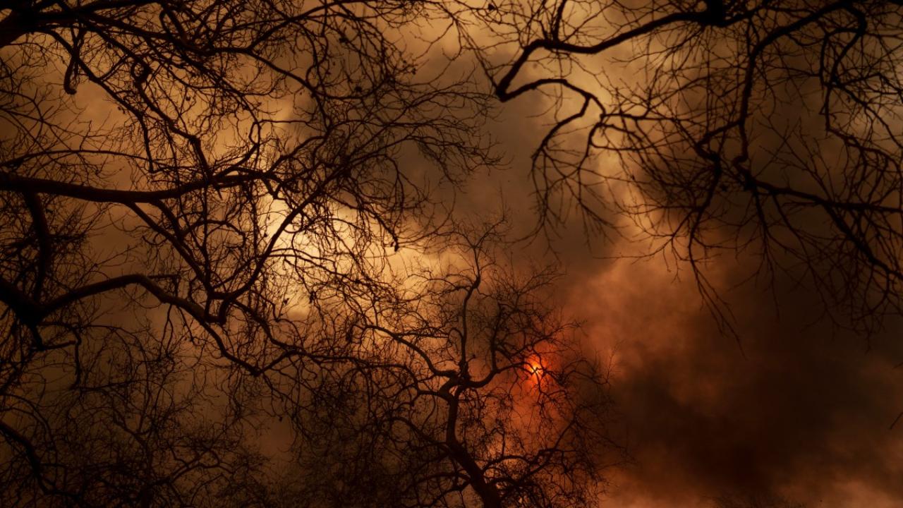 Last year's El Nino weather system brought heavy rains that fuelled excessive vegetation growth in the first half of 2024. But the second half of the year was marked by drought across southern California, setting the stage for what scientists call 