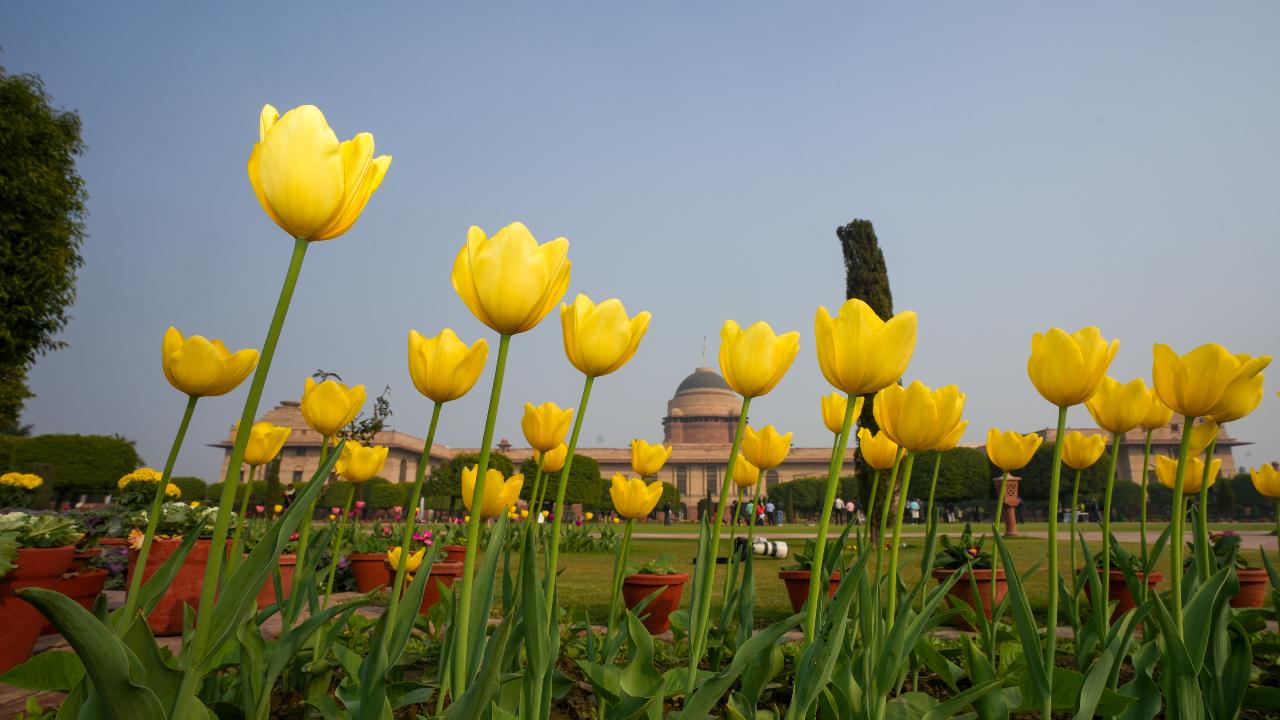 This year, the visitors will find a colourful array of plumeria trees, each adorned with beautiful, fragrant blossoms with more than four lakh saplings. 