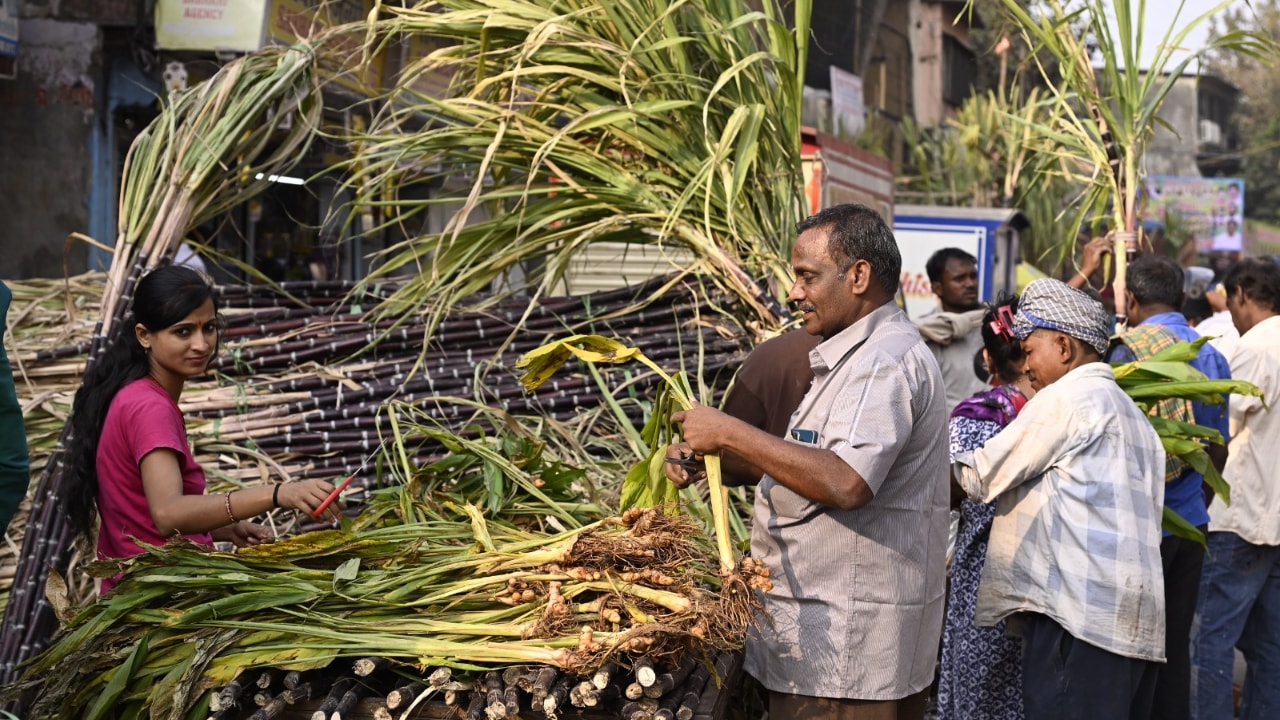 Sugarcane is central to Pongal celebrations as it is a crop freshly harvested during this time, and represents agricultural abundance.