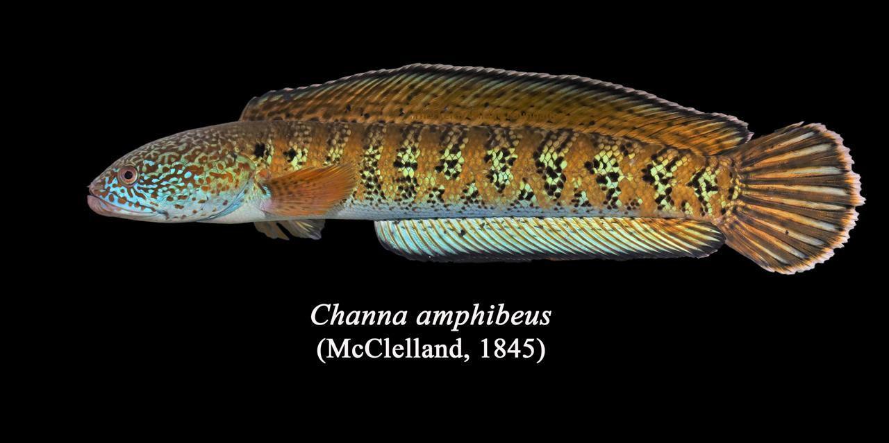 Rare snakehead fish rediscovered in India after 80 years