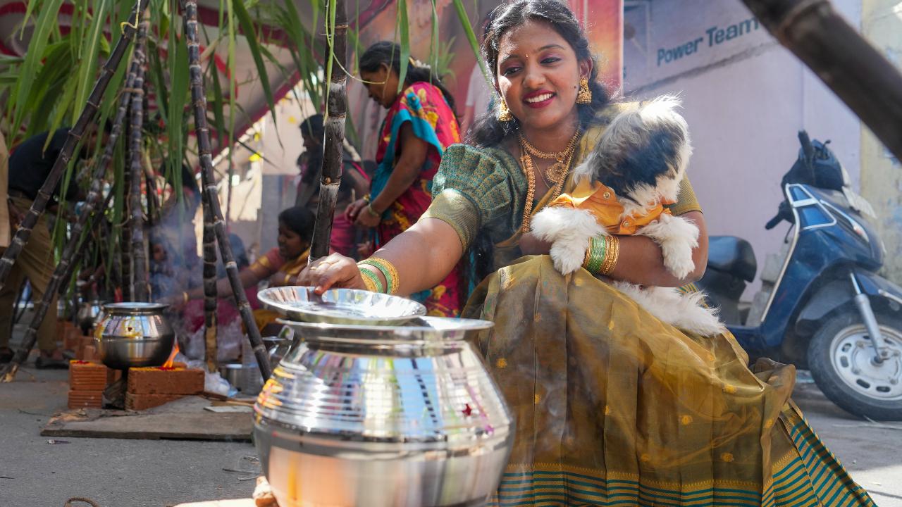 Devotees prepare 'Pongal', a sweet dish prepared with milk, rice and jaggery, during Pongal celebrations in Bengaluru (Pic: PTI)