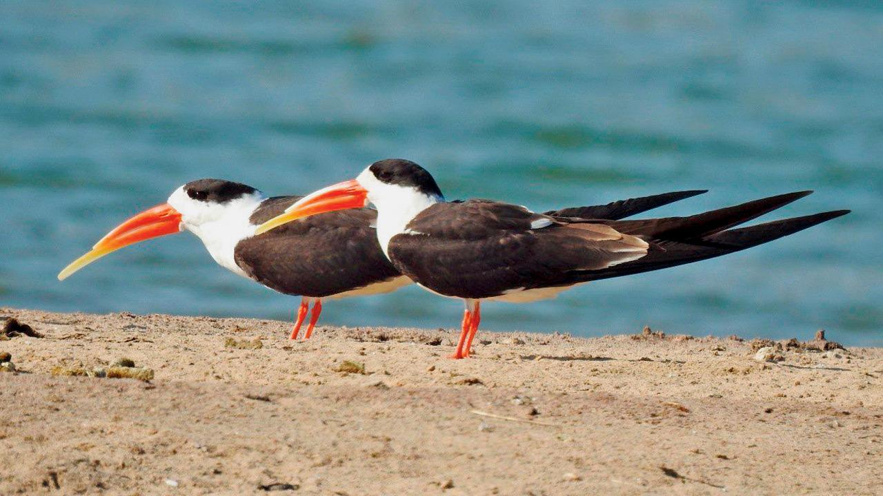 A pair of Indian Skimmer. Pic courtesy/Parveen Shaikh