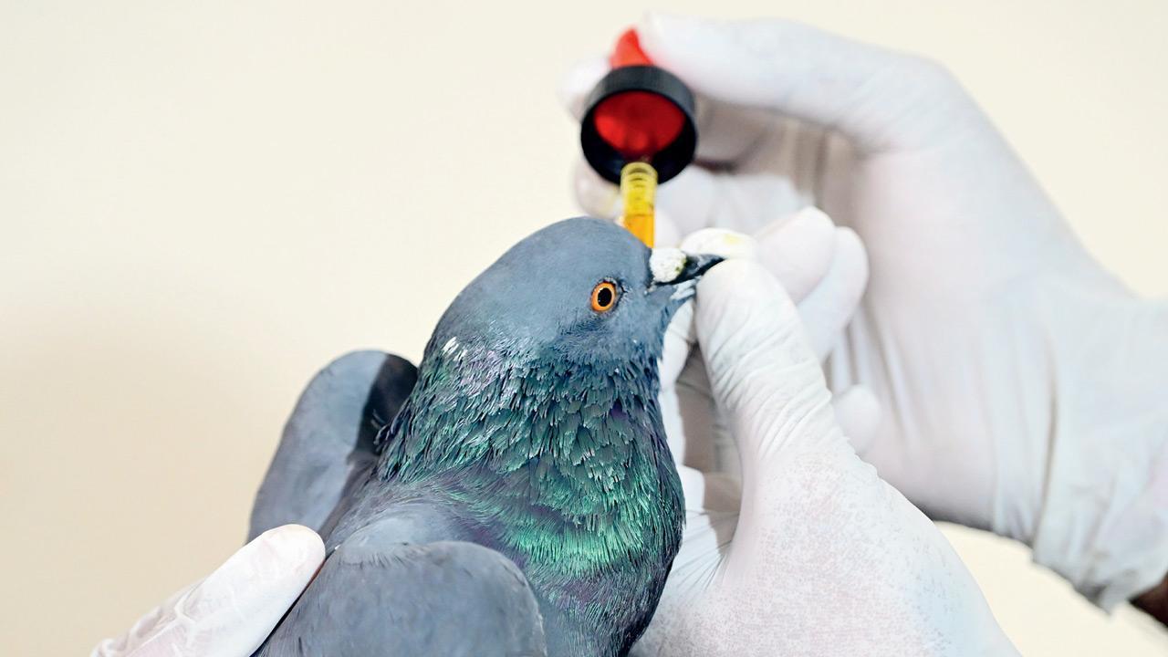 Over 60 birds injured by kite string rescued in Mumbai