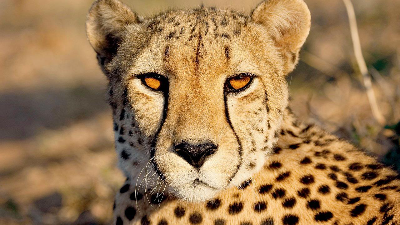 Vasai motorcyclist fabricated story of leopard attack