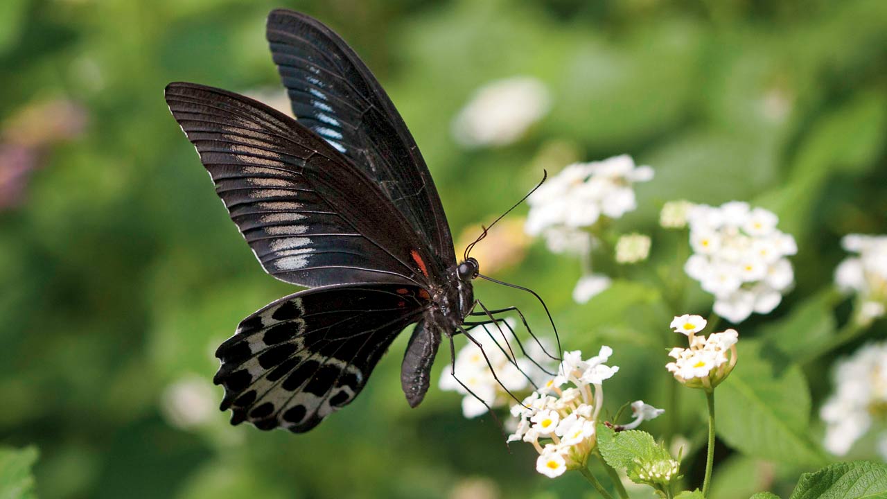 Blue Mormon, the official state butterfly of Maharashtra. Pic Courtesy/Sanjeev Shevade