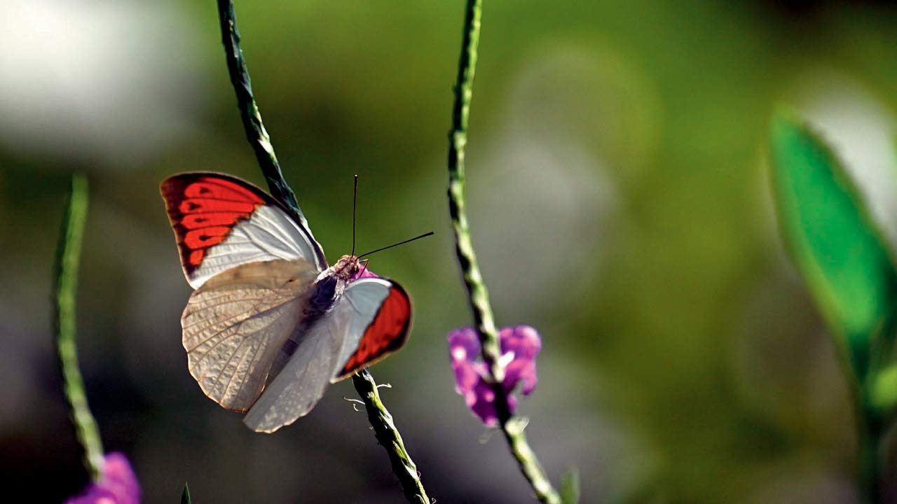 Great Orange Tip butterfly.