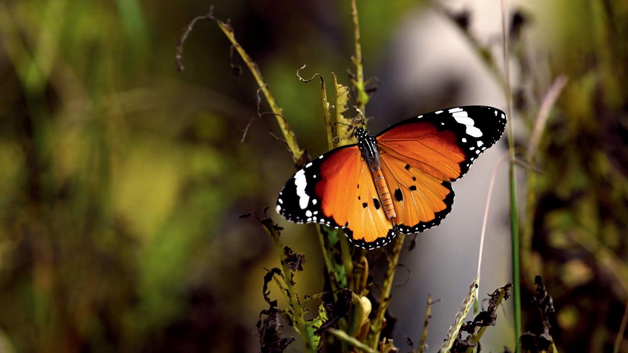 Common Tiger butterfly