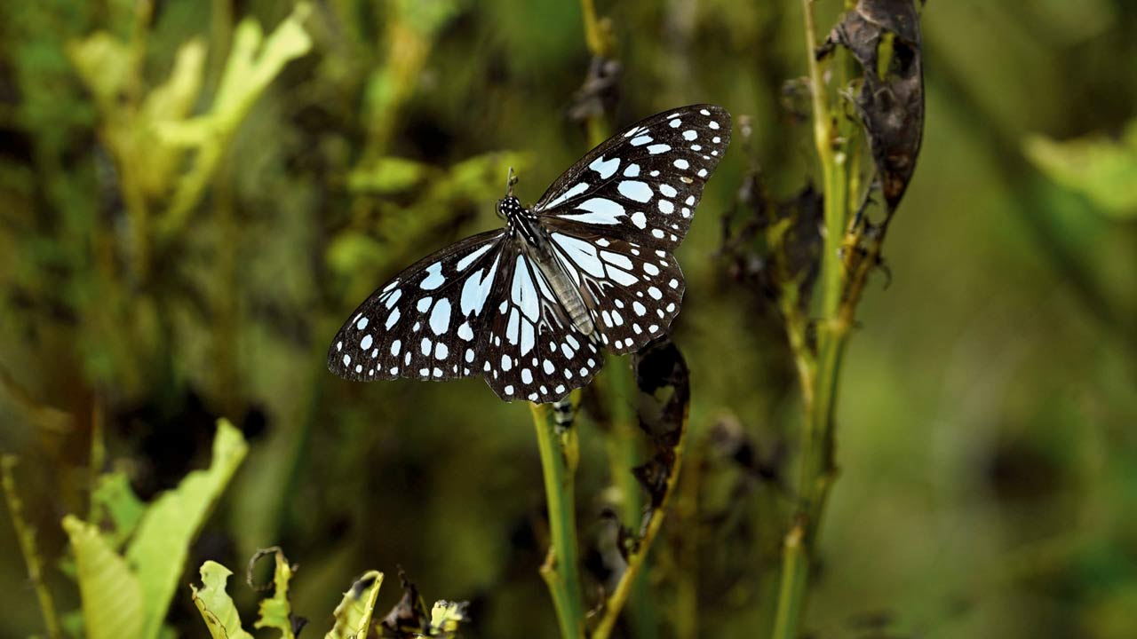 Blue Tiger butterfly
