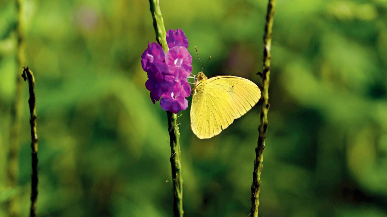 Common Grass Yellow butterfly