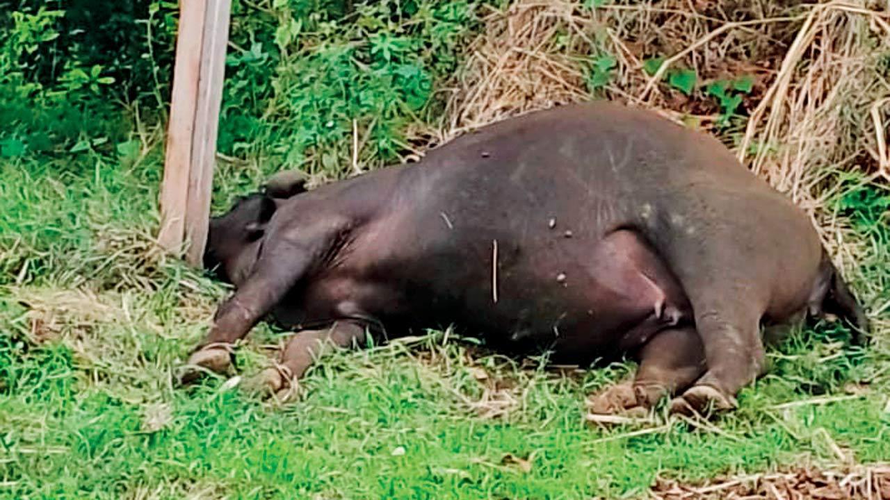 Dairy farmer compensated Rs 30K for buffalo’s death