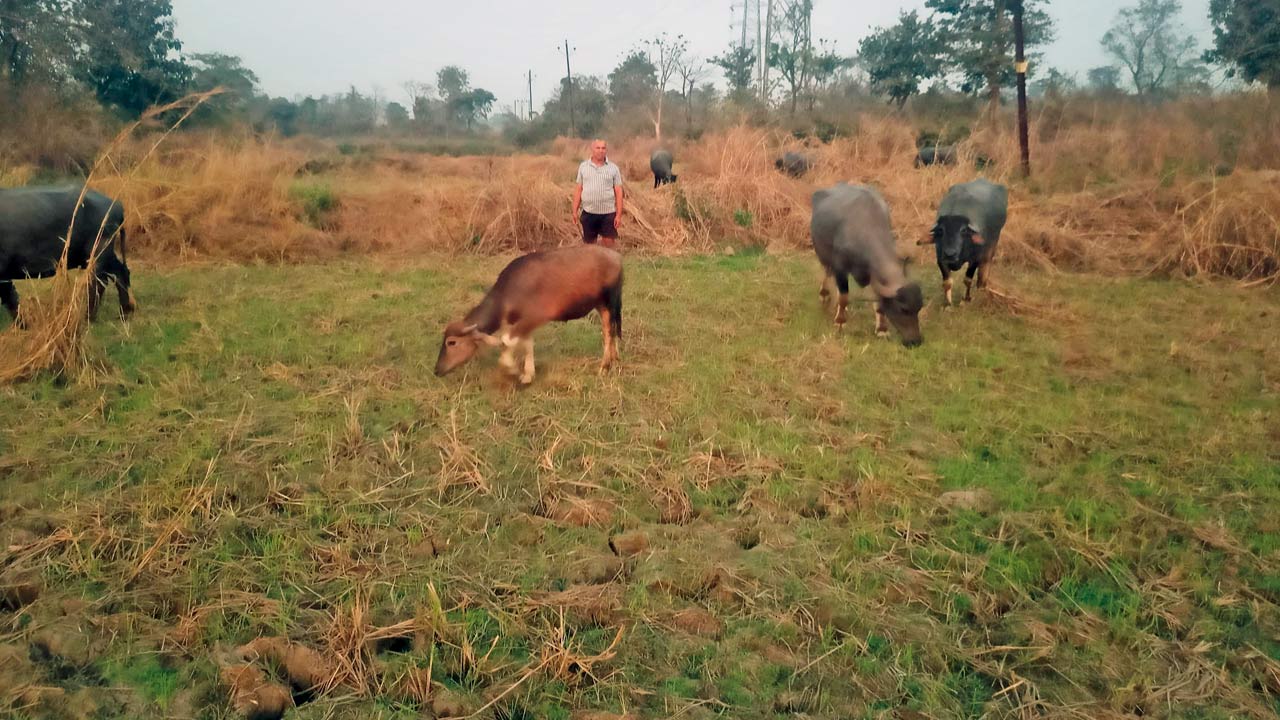 Bhai Dudhaji Patil watches as his buffaloes graze
