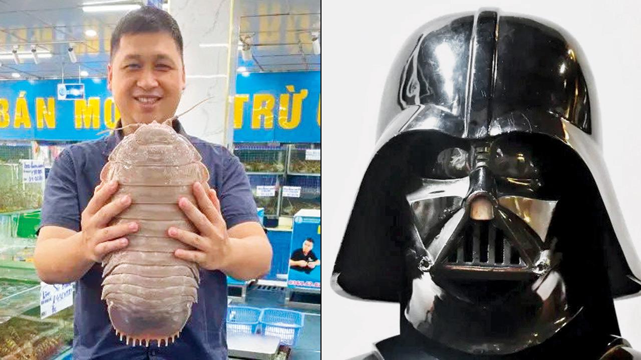 Giant isopods are reserved as a delicacy in Vietnam (right) B. varderi, resembles Star Wars character Darth Vader’s helmet. PICS/NY POST