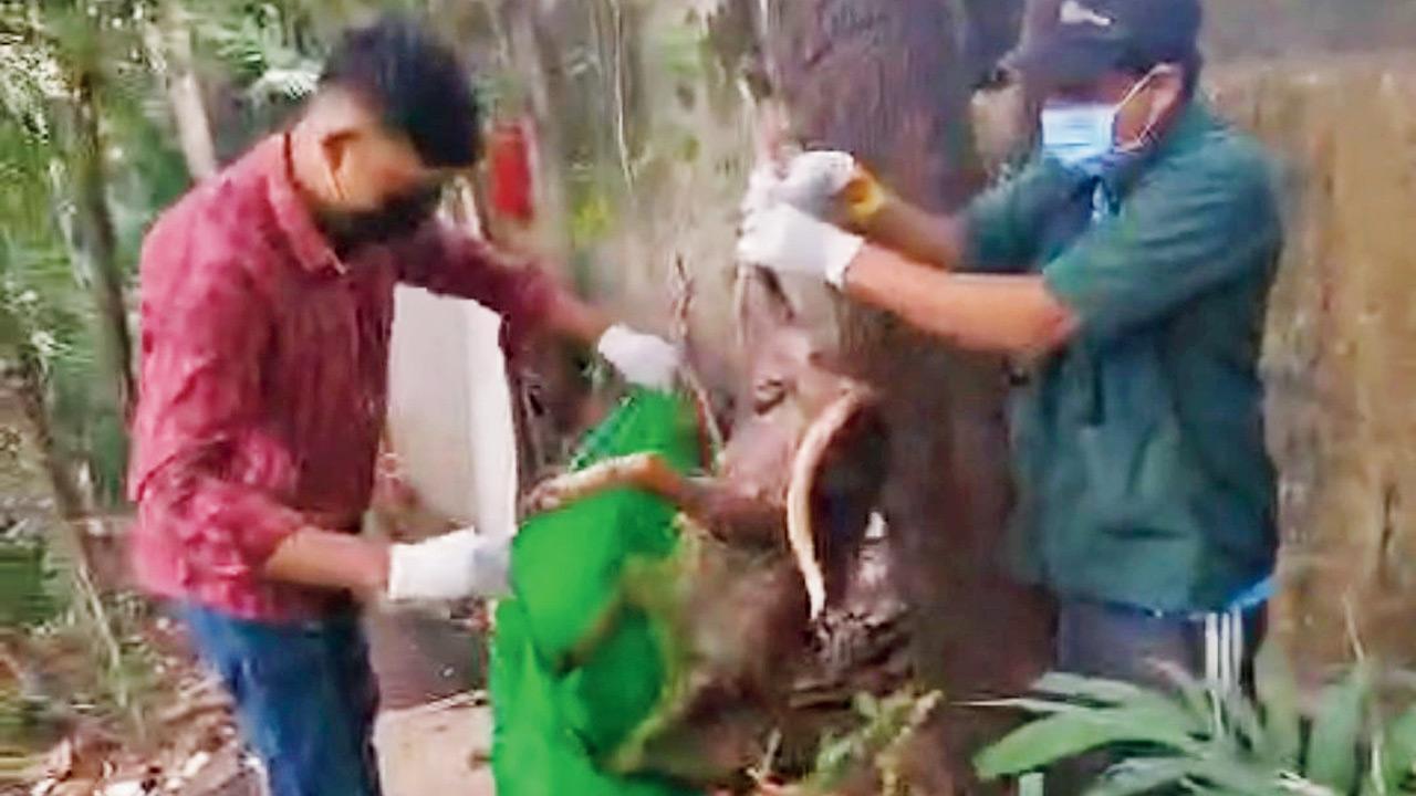 Mumbai: Four stray dogs found dead at Cooper hospital
