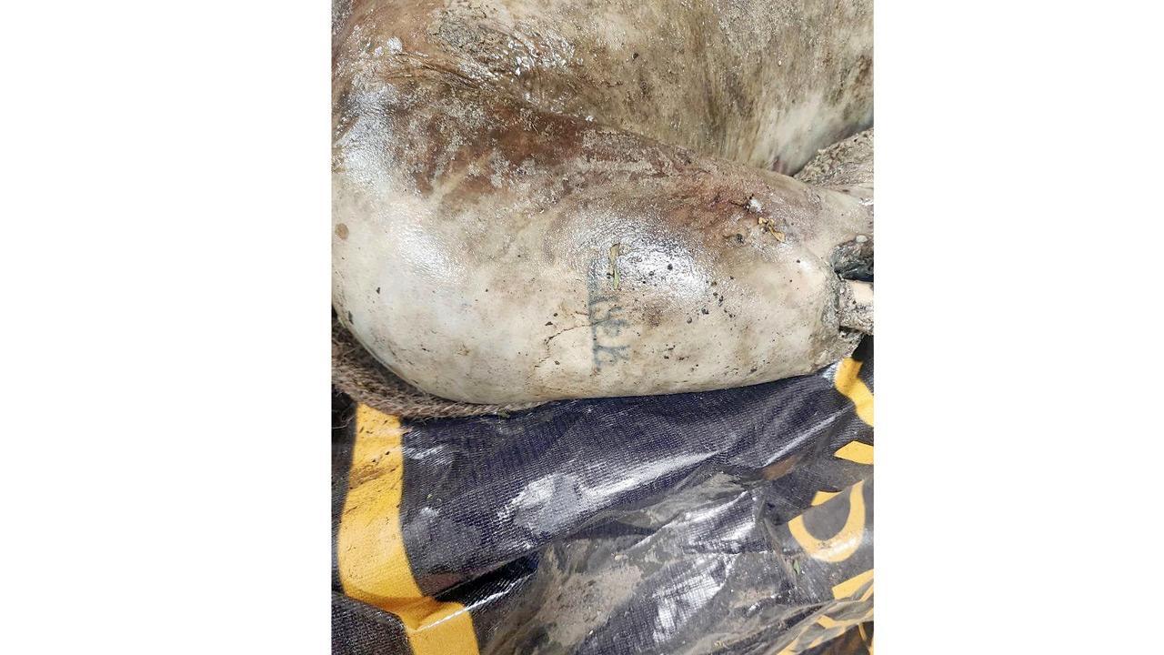 Mumbai: Body with tied legs found at Mahim Creek, police suspect homicide