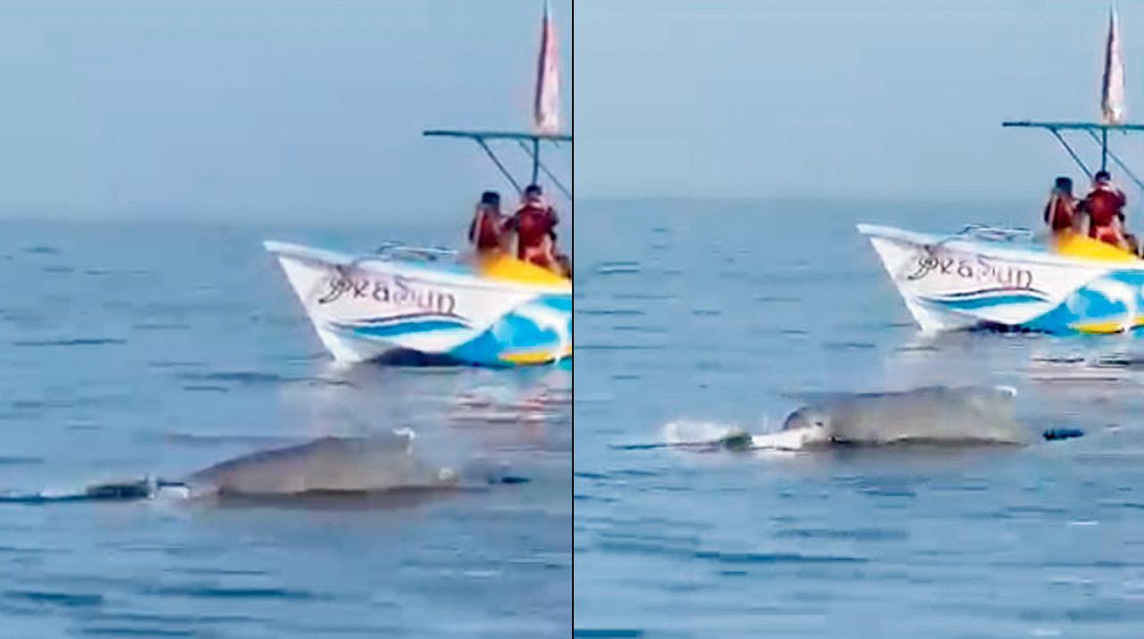 Rare sight of mother dolphin mourning calf captured on camera
