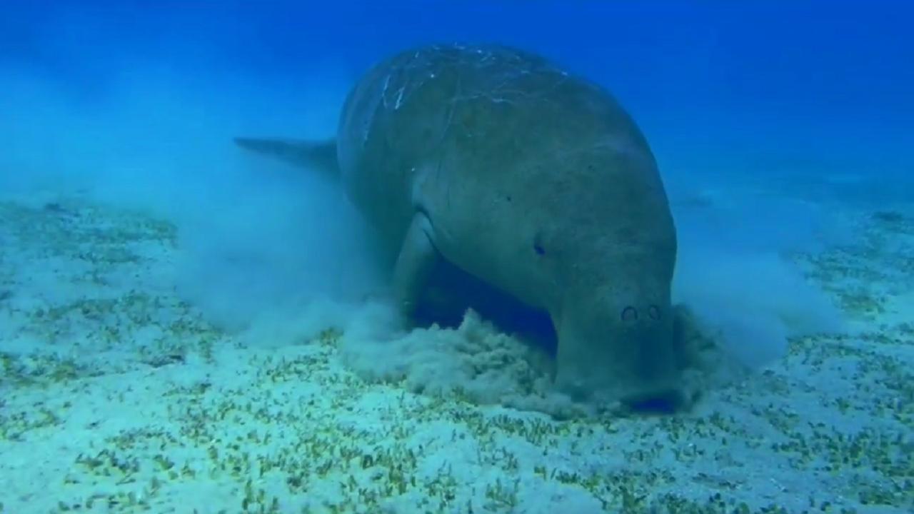 Rare sighting: Researchers spot Dugong feeding in Andaman waters; watch video