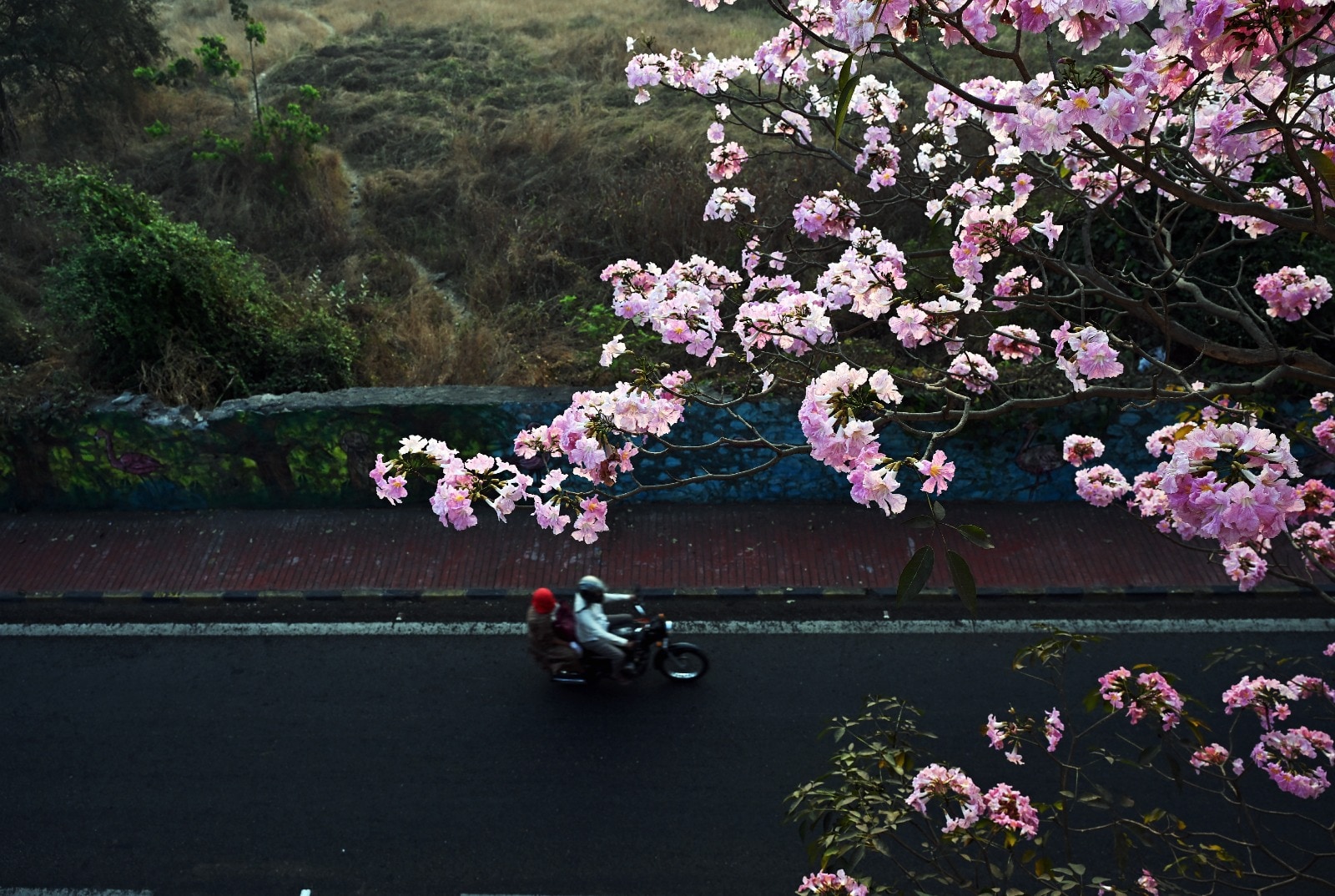 This spectacular sight along the Vikhroli-Kanjurmarg stretch has become a highlight for commuters, with the flowers covering the ground below in a wash of pink. Standing at nearly 30 feet tall, the Tabebuia rosea trees, planted during a beautification drive, require minimal maintenance, making them a popular choice for roadside avenues.