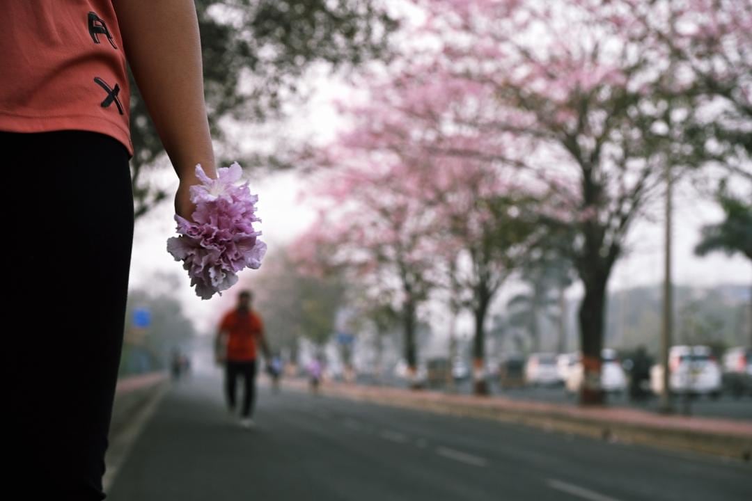 IN PHOTOS: Tabebuia rosea trees create a pink canopy along Vikhroli highway