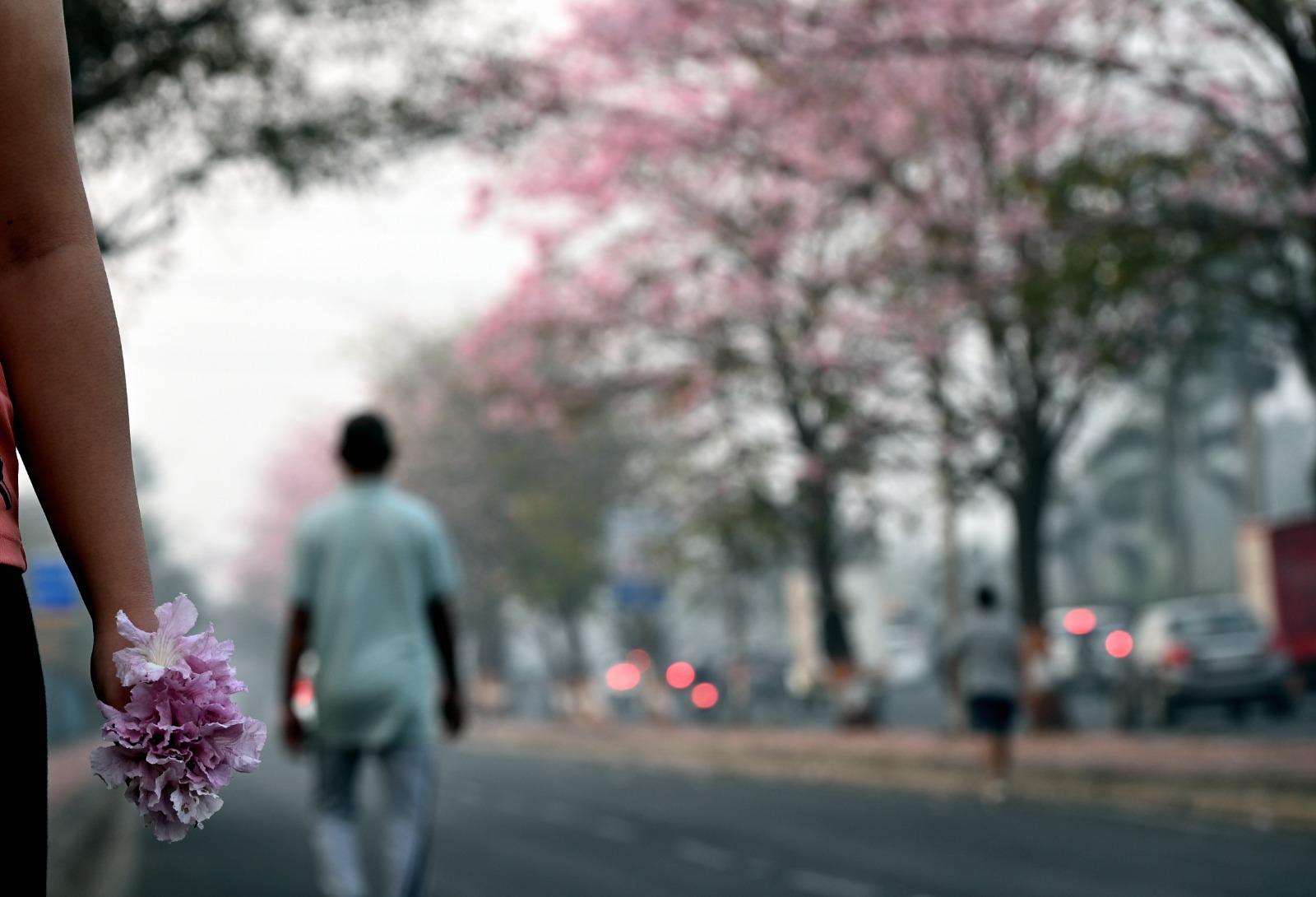 Though not botanically related to Japan's cherry blossoms, Mumbai’s pink trumpet trees have earned the nickname ‘Mumbai’s cherry blossoms,’ as they bloom between December and February. The blooming of Tabebuia rosea trees on the Eastern Express Highway provides a breathtaking view, especially against the otherwise bare, grayscale backdrop of the highway.